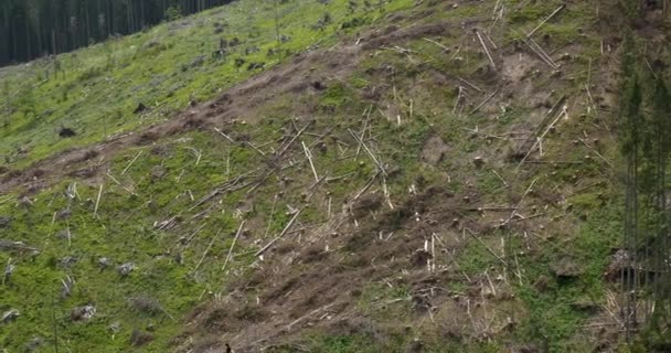 Bosque caído en las montañas — Vídeos de Stock