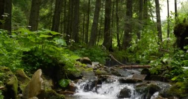 Ormanda kristal berrak suyla dolu bir dağ deresi