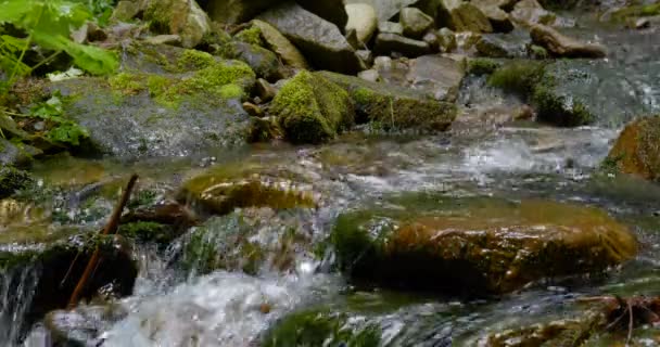 Гірський потік з кришталево чистою водою в лісі — стокове відео