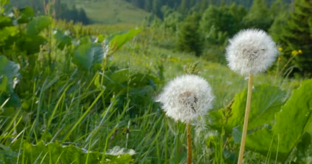 Schöne weiße flauschige Löwenzahn — Stockvideo