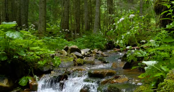 Горный поток с кристально чистой водой в лесу — стоковое видео