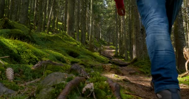 Turista srác hátizsákkal sétál egy ösvényen egy gyönyörű erdőben. — Stock videók