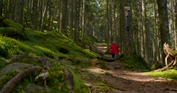 Турист с рюкзаком ходит по тропе в красивом лесу — стоковое видео