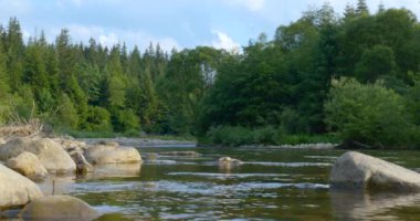 Ormandaki dağ nehri