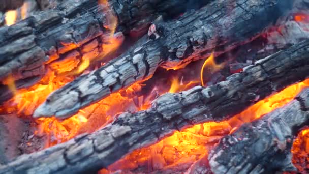 Vista de cerca de las llamas de hoguera de fuego de camping — Vídeos de Stock