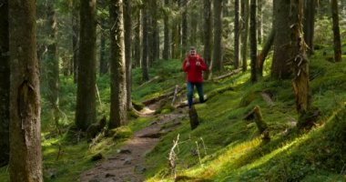 Sırt çantalı bir turist güzel bir ormanda yol boyunca yürür.