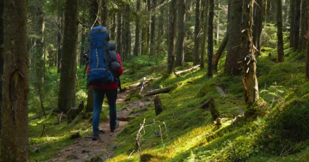 Turista srác hátizsákkal sétál egy ösvényen egy gyönyörű erdőben. — Stock videók