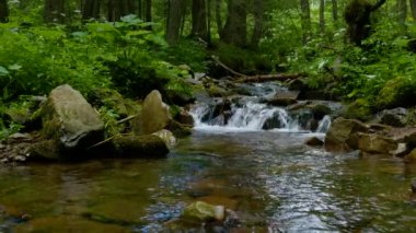 Ormanda kristal berrak suyla dolu bir dağ deresi