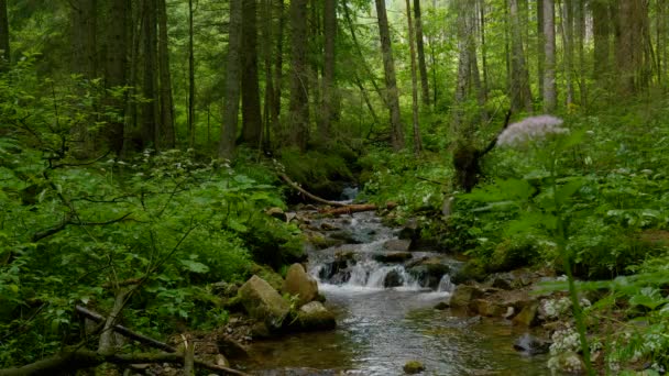Гірський потік з кришталево чистою водою в лісі — стокове відео