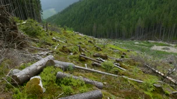 Bosque caído en las montañas — Vídeo de stock