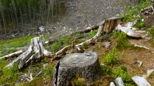 Bosque caído en las montañas — Vídeos de Stock