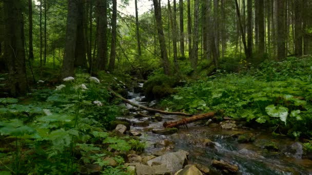Горный поток с кристально чистой водой в лесу — стоковое видео