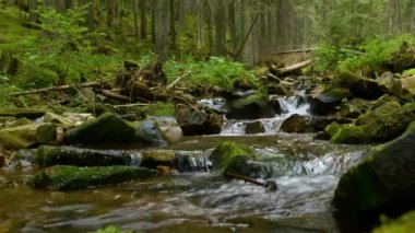 Ormanda kristal berrak suyla dolu bir dağ deresi