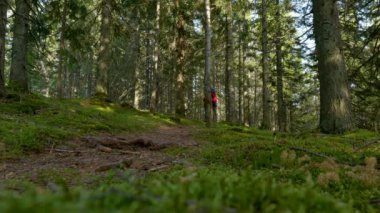Sırt çantalı bir turist güzel bir ormanda yol boyunca yürür.
