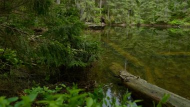 Ormanda güzel dağ gölü