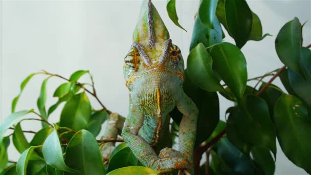 Caméléon caché dans les feuilles 