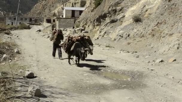Porter transportant une lourde charge en Himalaya, Népal — Video
