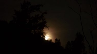 Moon Rising ağaçlar üzerinde