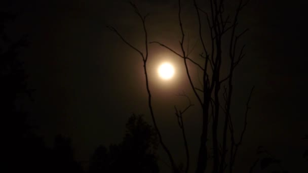 Le mouvement de la lune. Du brouillard. Arbre sec .