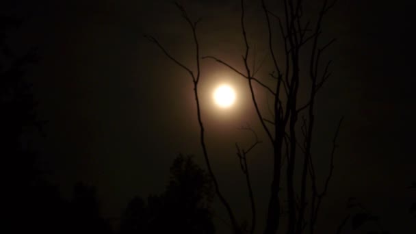 El movimiento de la luna. Niebla. Árbol seco . — Vídeo de stock