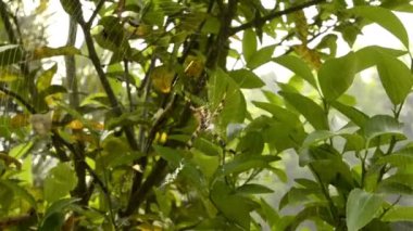 Bir örümcek onun ininde oturur.