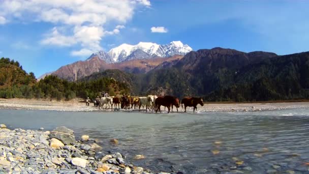 摩托车和马匹提高山区河流 — 图库视频影像