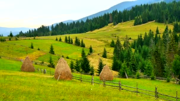 Beautiful alpine meadows — Stock Video