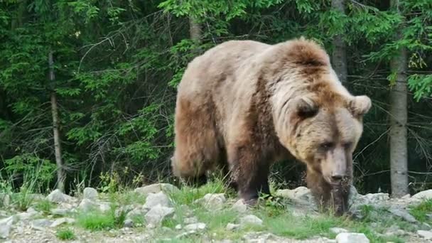 Großbär in der Nähe — Stockvideo