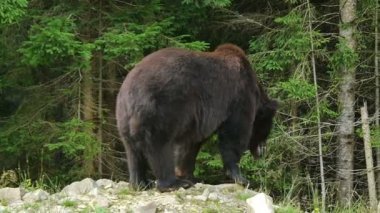 Büyük bir siyah ayı