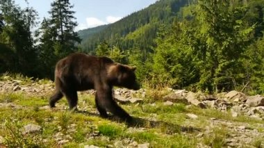 Meraklı bir genç ayı