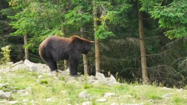 Ormandaki büyük bir siyah ayı