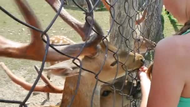 Renar på zoo — Stockvideo