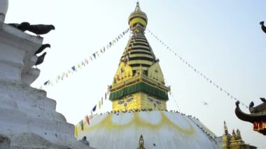 Buda'nın gözleri ile maymun Tapınağı