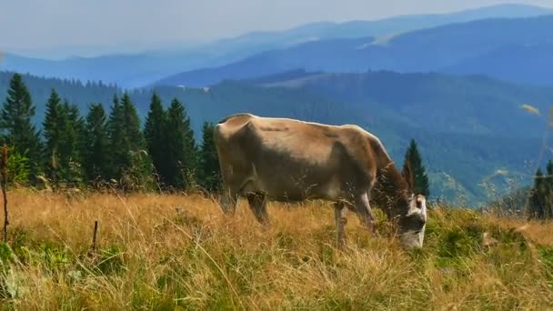 Vaca en prado alpino — Vídeos de Stock