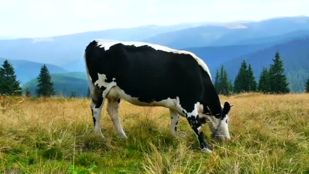 Vaca em um prado alpino . — Vídeo de Stock