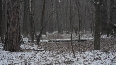 Bir adam uzun ağaçlar ve devrilmiş dallarla çevrili karla kaplı bir ormanda yürüyor. Kış sükuneti o yol boyunca dolaşırken araziyi sarar..