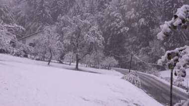 ormanda kar yağışı