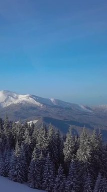 Berrak Mavi Kış Gökyüzü Altında, Evergreen Ormanı 'nın üzerindeki hava manzarası, buzlu ağaçları, uzak tepeleri, sakin soğuk hava atmosferini, dikey görüntüleri gösteren huzur dolu dağlık arazi.