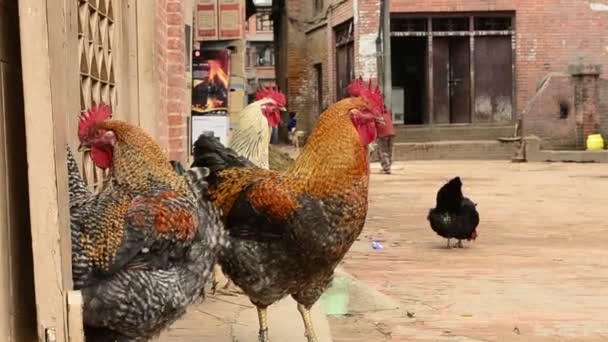 Fjäderfä på gatorna i Kathmandu — Stockvideo