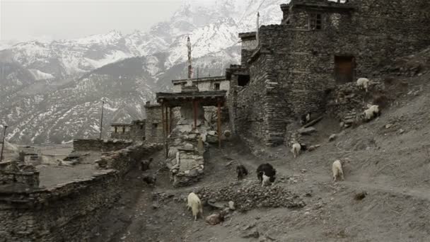 Pueblo de montaña en los himalayas — Vídeo de stock