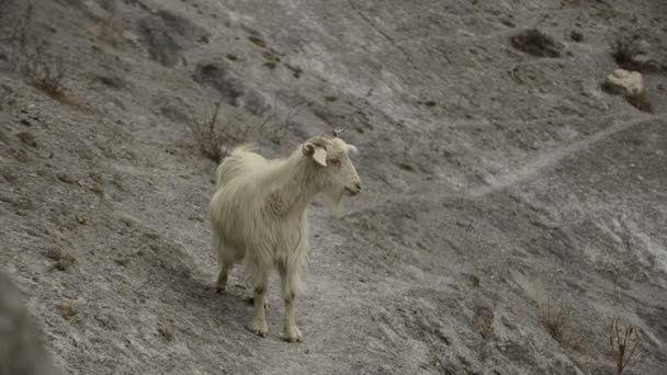 Cabra en las montañas del Himalaya — Vídeo de stock