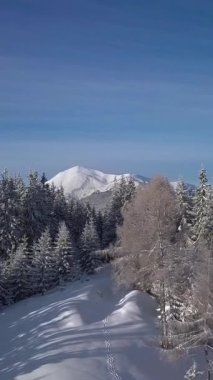 Karla kaplı bir dağ ve sık bir ormanla huzurlu bir kış manzarasının panoramik görüntüsü. Parlak mavi gökyüzü bu sakin yerde doğanın çarpıcı güzelliğine katkı sağlıyor. Dikey görüntüler