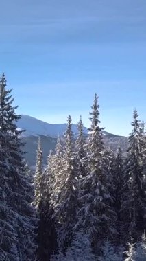 Açık mavi gökyüzünün altında karla kaplı ağaçlarla ve görkemli dağlarla dolu bir kış harikalar diyarı. Dikey görüntüler