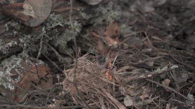 Ormanda Ferro Rod ve Bıçakla Ateş Başlatmak, kıvılcım yaratmayı, tutuşmayı ve hayatta kalma pratiğini gösteren yakın plan tekniği