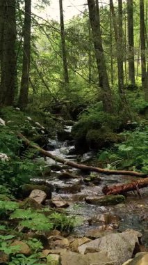 Dağ Ormanı Akıntısı Yoğun Yeşil Orman 'da akıyor yosunlu taşların arasında akan temiz tatlı su ve doğal alandaki düşen dallar, dikey görüntüler
