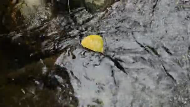 Single leaf on water close up — Stock Video