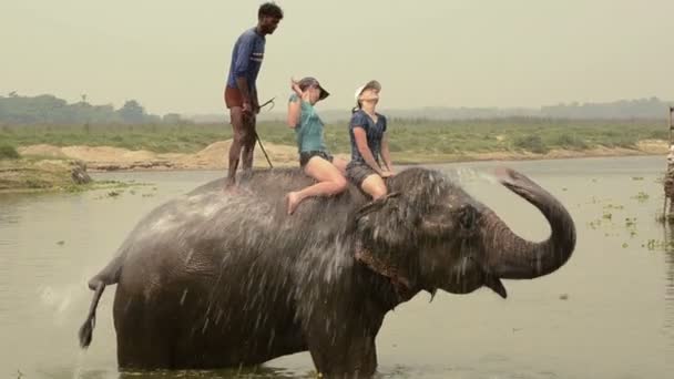 Плавание со слоном. Индия — стоковое видео