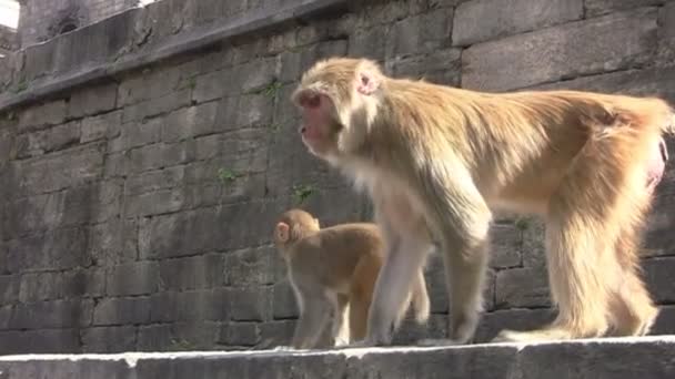 De apen van Kathmandu. Nepal — Stockvideo