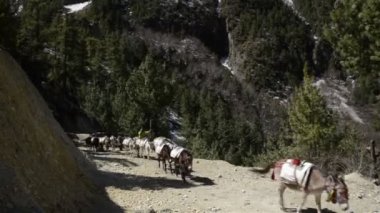 Eşek karavan Nepal - Annapurna trekking