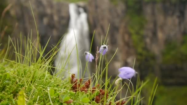 Blommor på bakgrunden av ett vattenfall. Island. — Stockvideo